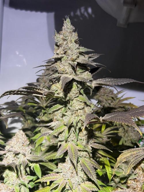 Time for Heavy Hitters. Week 19 - Super Boof