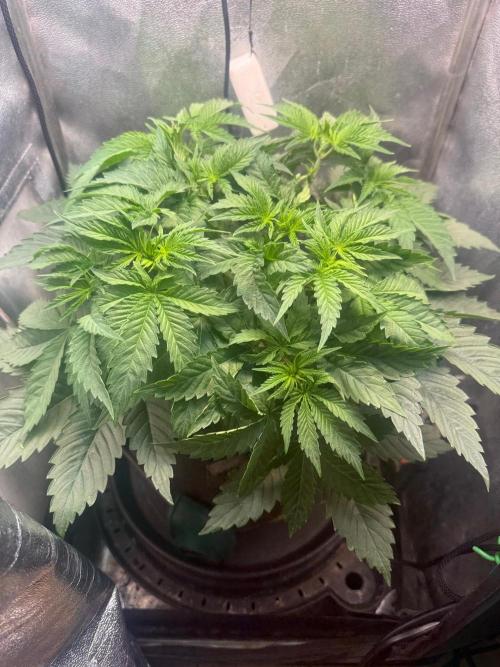 Short veg 40x40 grow. Week 5