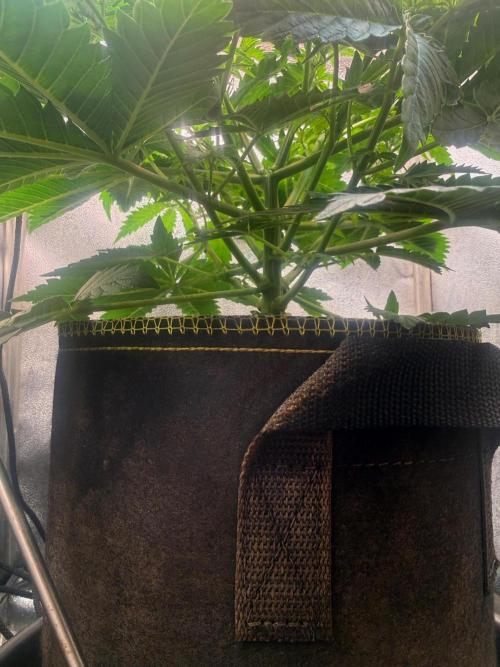 Short veg 40x40 grow. Week 5