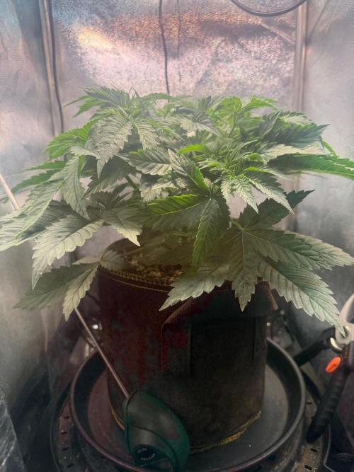 Short veg 40x40 grow. Week 5