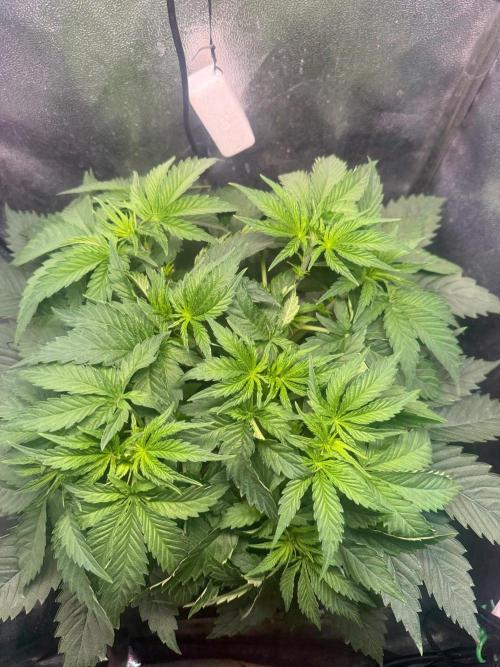 Short veg 40x40 grow. Week 5