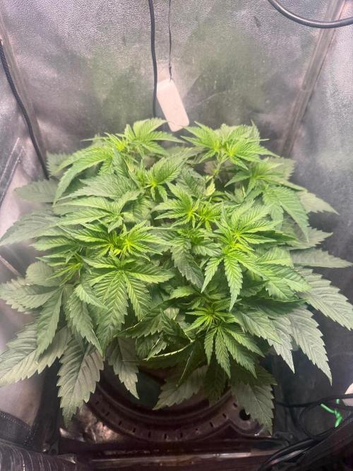 Short veg 40x40 grow. Week 5