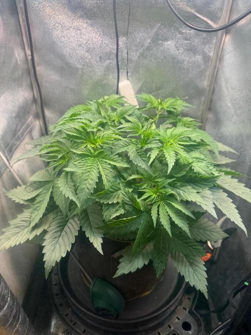Short veg 40x40 grow. Week 5