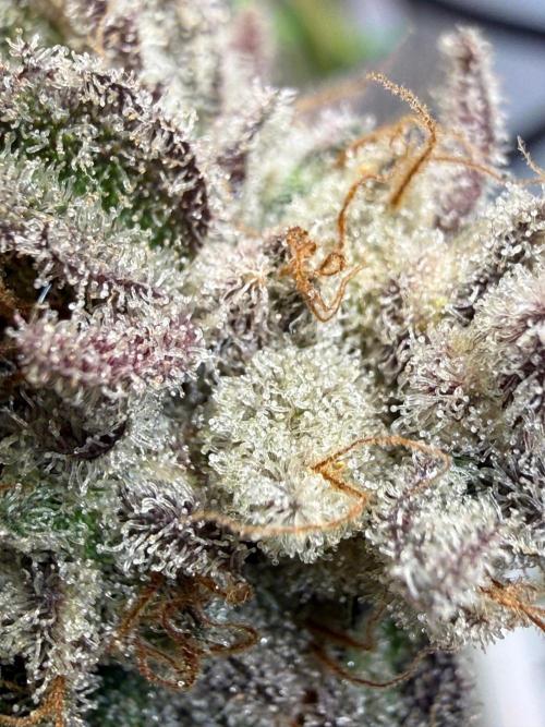 Time for Heavy Hitters. Week 20