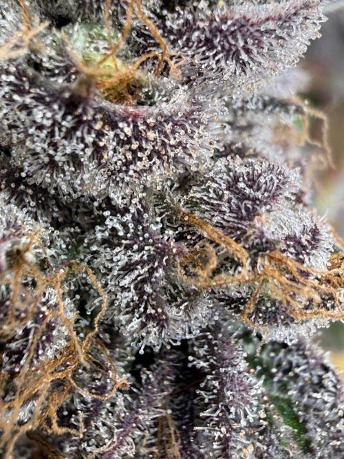 Time for Heavy Hitters. Week 20
