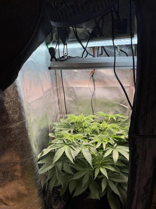 Short veg 40x40 grow. Week 6