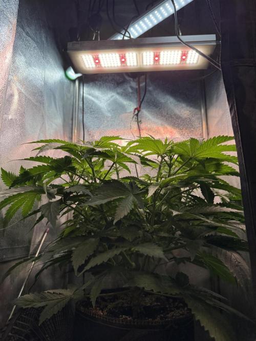 Short veg 40x40 grow. Week 6