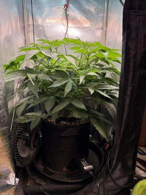 Short veg 40x40 grow. Week 6