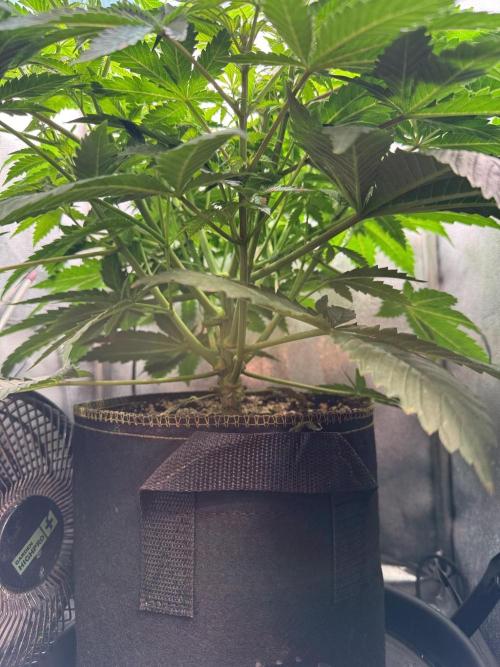 Short veg 40x40 grow. Week 6
