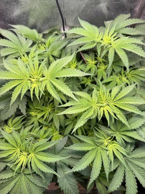 Short veg 40x40 grow. Week 6