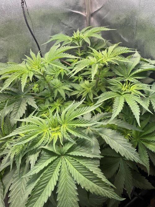 Short veg 40x40 grow. Week 6