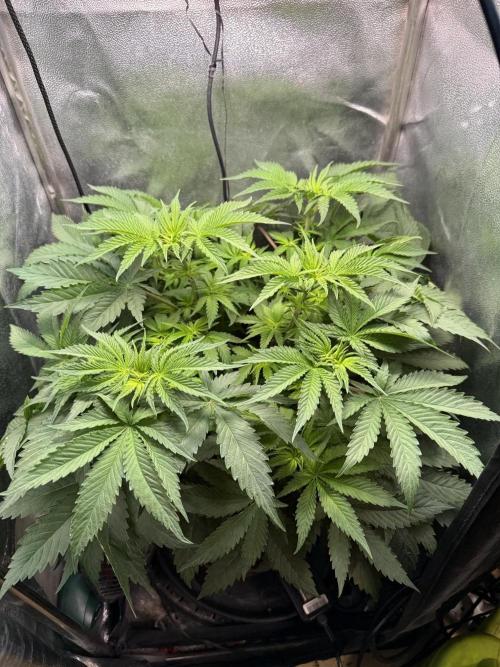 Short veg 40x40 grow. Week 6