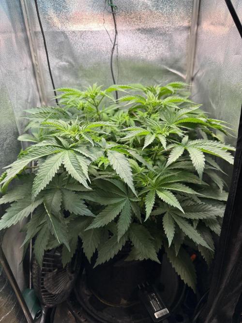 Short veg 40x40 grow. Week 6