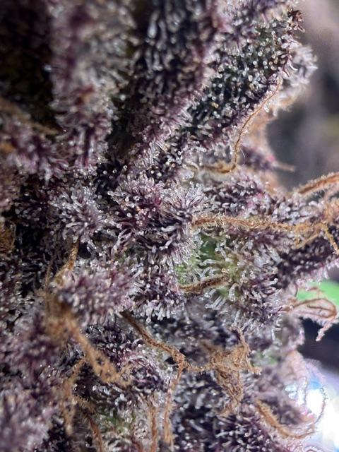 Time for Heavy Hitters. Week 21