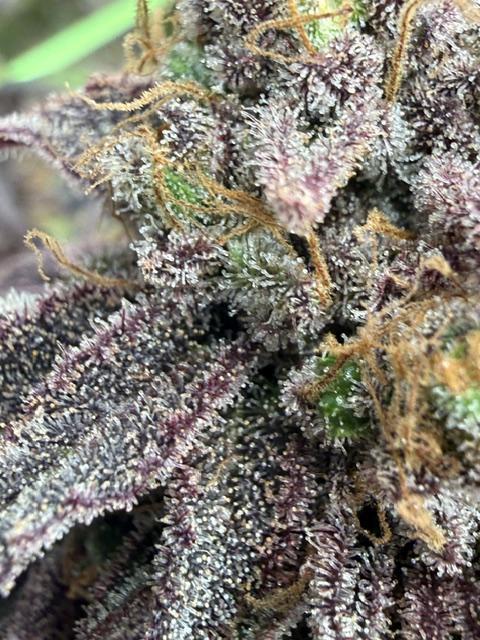 Time for Heavy Hitters. Week 21
