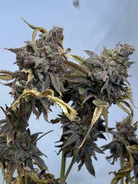 Time for Heavy Hitters. Week 21