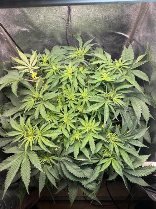 Short veg 40x40 grow. Week 7 - Day 12 in flower