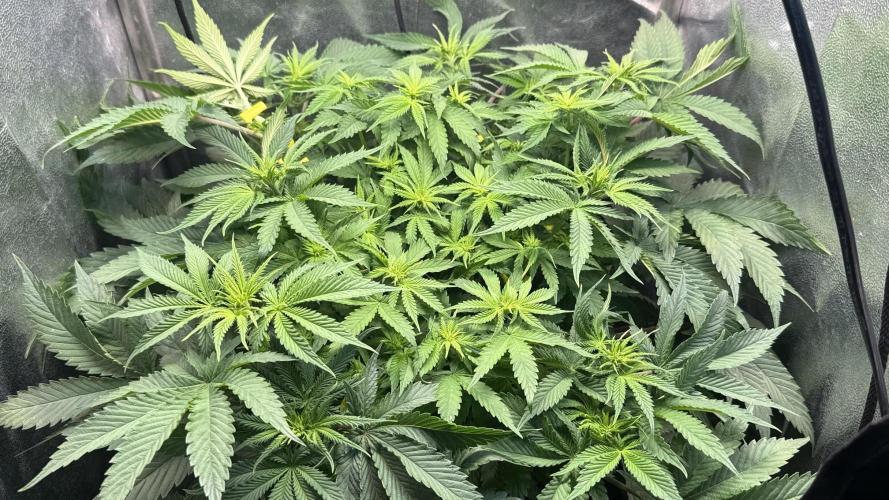 Short veg 40x40 grow. Week 7 - Stretch slow but steady