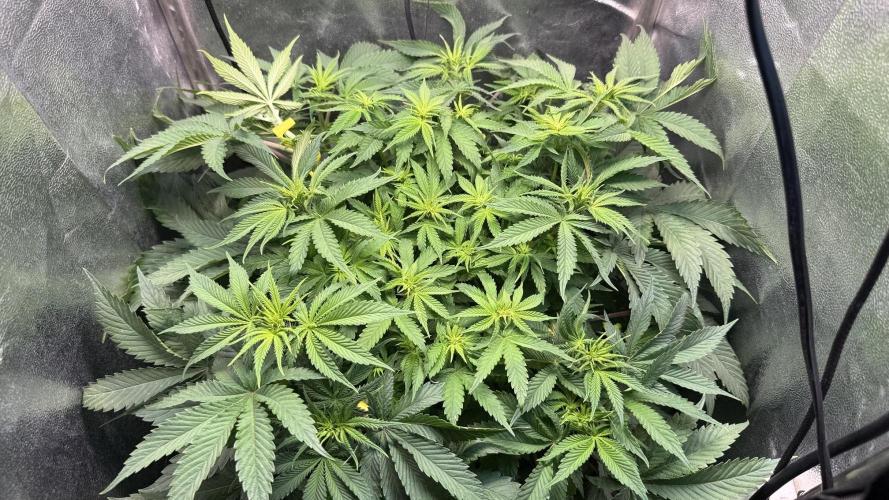 Short veg 40x40 grow. Week 7