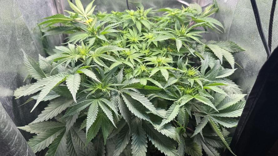 Short veg 40x40 grow. Week 7