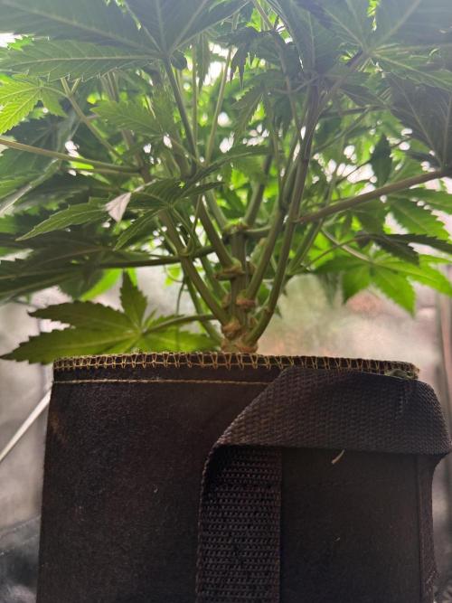 Short veg 40x40 grow. Week 7