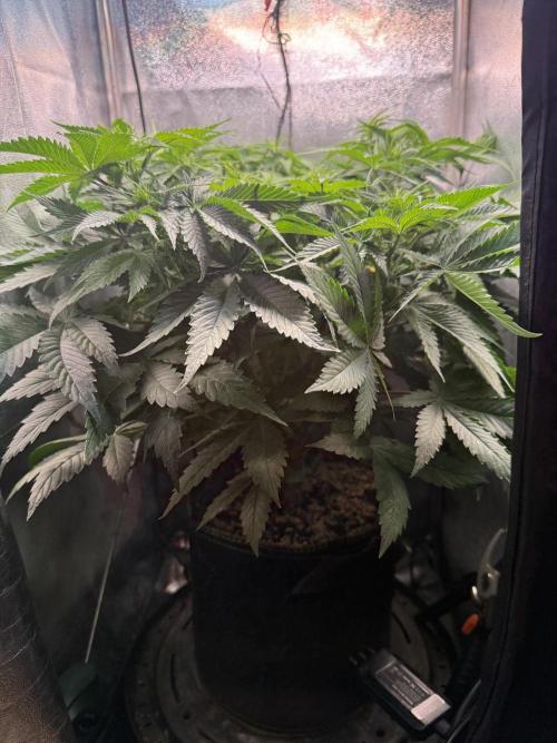 Short veg 40x40 grow. Week 7