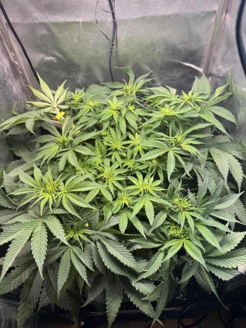 Short veg 40x40 grow. Week 7