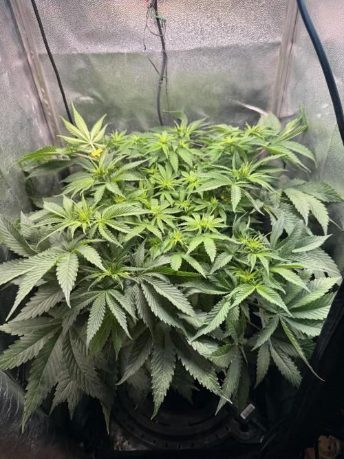 Short veg 40x40 grow. Week 7