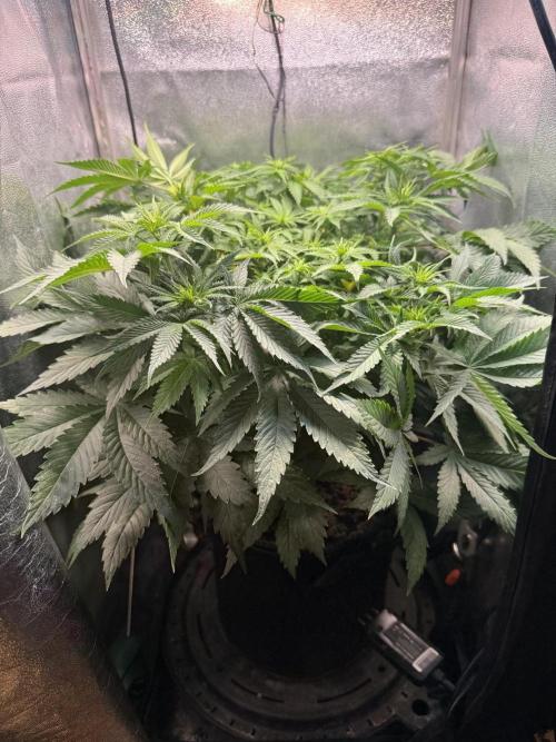 Short veg 40x40 grow. Week 7