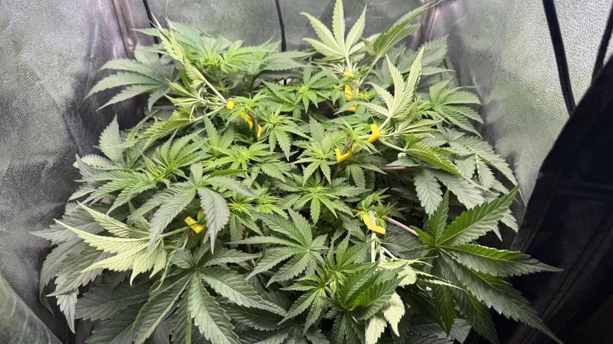 Short veg 40x40 grow. Week 7 - first LST on day 6 in flower