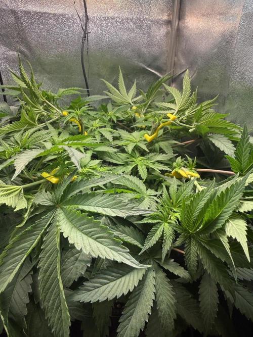 Short veg 40x40 grow. Week 7 - Day 6 in flower