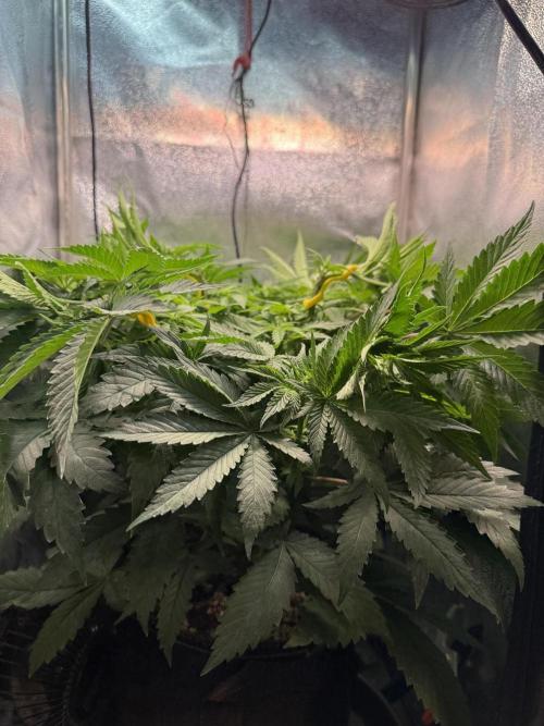 Short veg 40x40 grow. Week 7