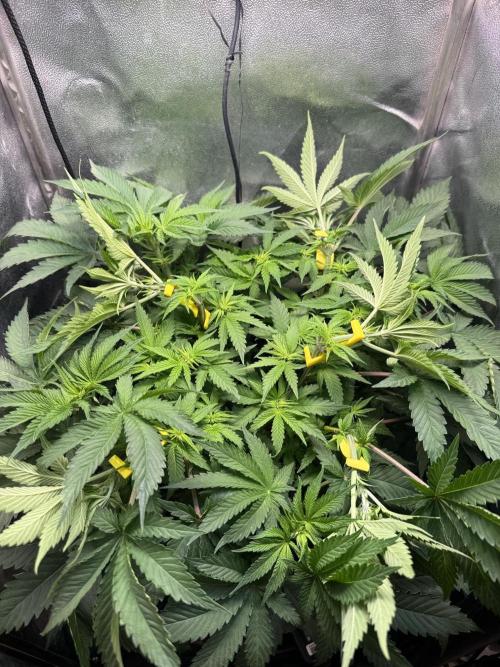 Short veg 40x40 grow. Week 7