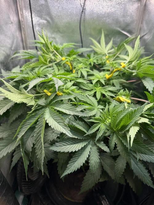 Short veg 40x40 grow. Week 7