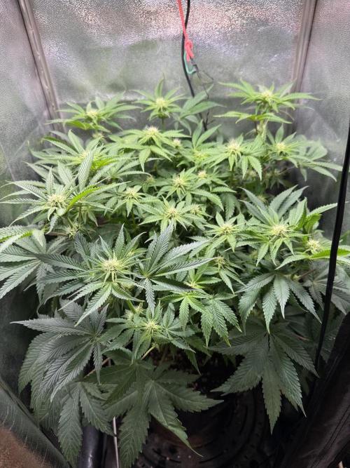 Short veg 40x40 grow. Week 8