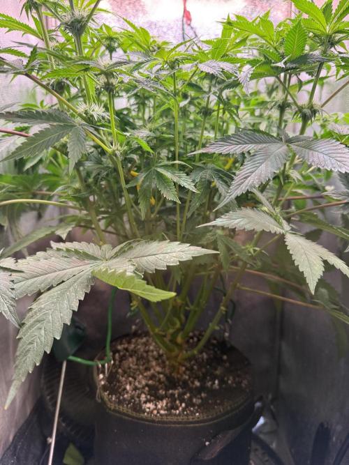 Short veg 40x40 grow. Week 8