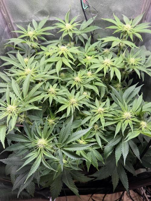 Short veg 40x40 grow. Week 8