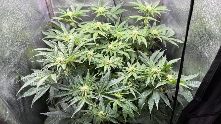 Short veg 40x40 grow. Week 8