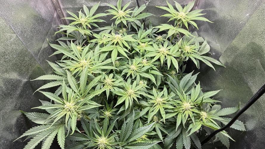 Short veg 40x40 grow. Week 8