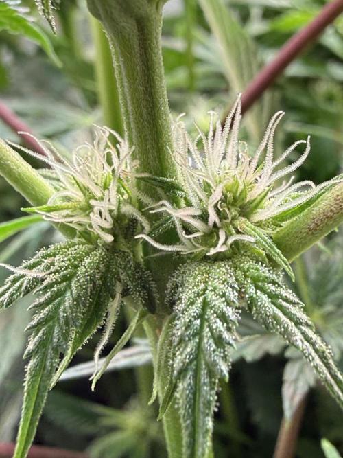 Short veg 40x40 grow. Week 8