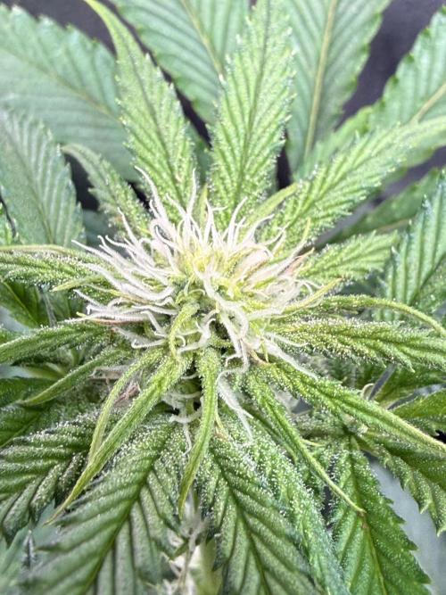 Short veg 40x40 grow. Week 8