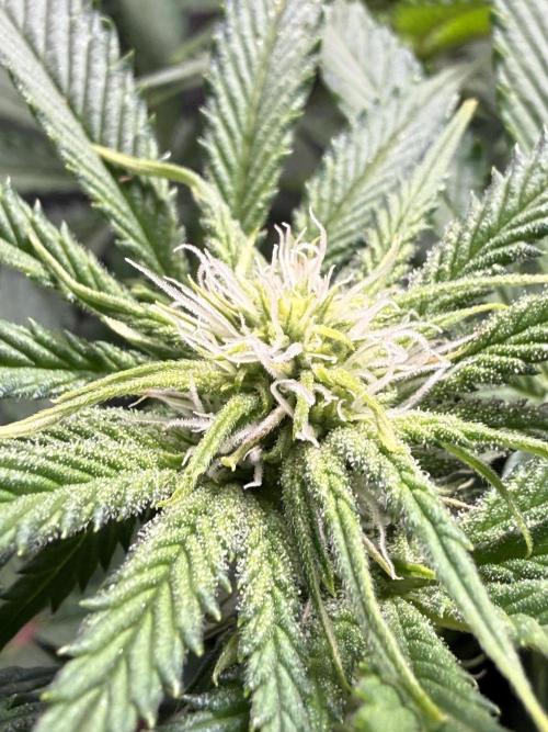 Short veg 40x40 grow. Week 8