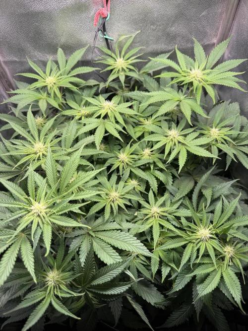 Short veg 40x40 grow. Week 8