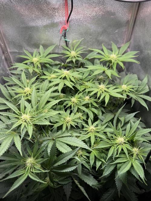 Short veg 40x40 grow. Week 8