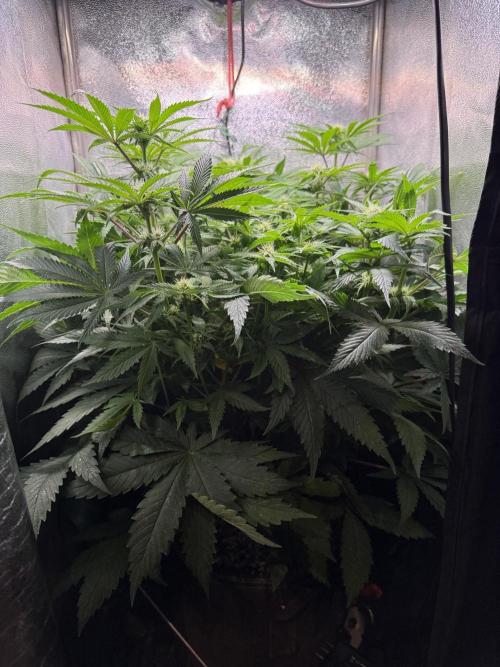 Short veg 40x40 grow. Week 8