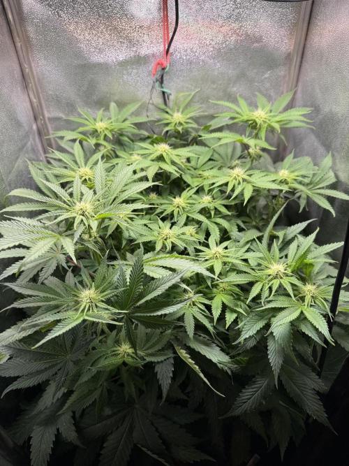 Short veg 40x40 grow. Week 8
