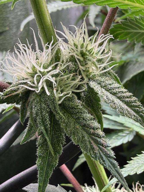 Short veg 40x40 grow. Week 9