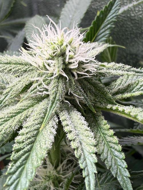 Short veg 40x40 grow. Week 9
