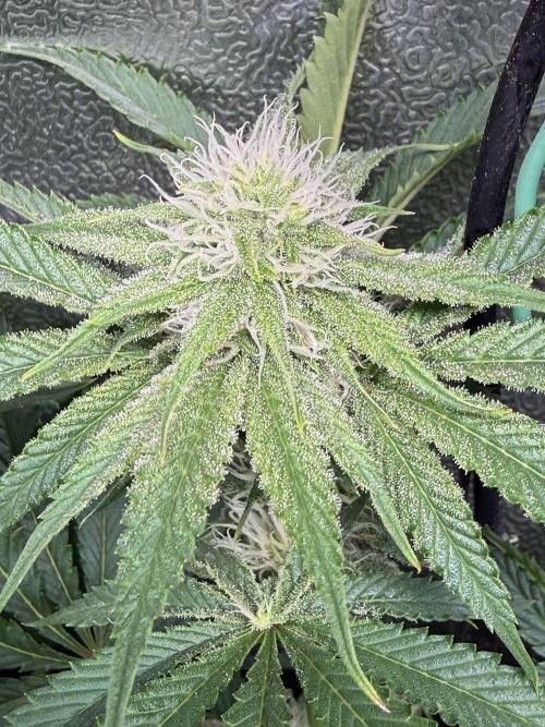 Short veg 40x40 grow. Week 9