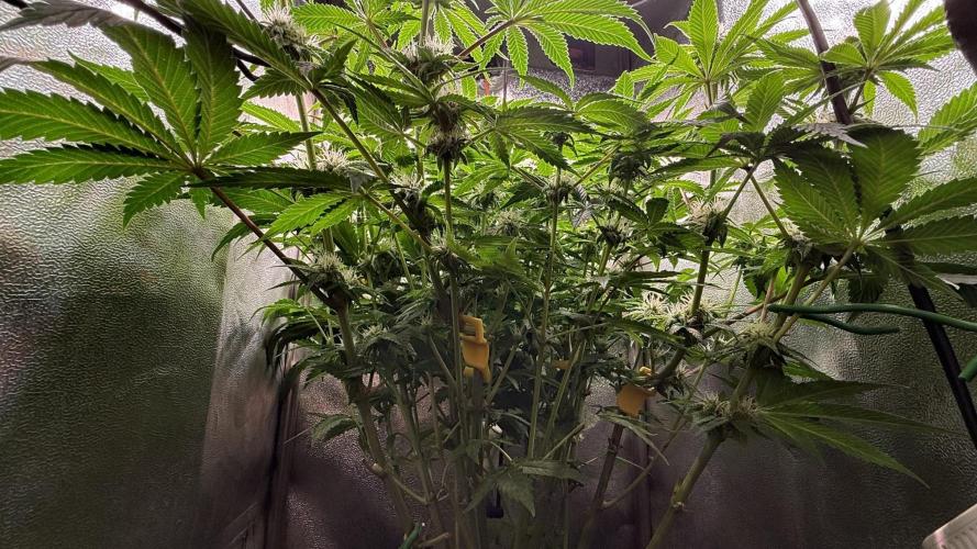 Short veg 40x40 grow. Week 9